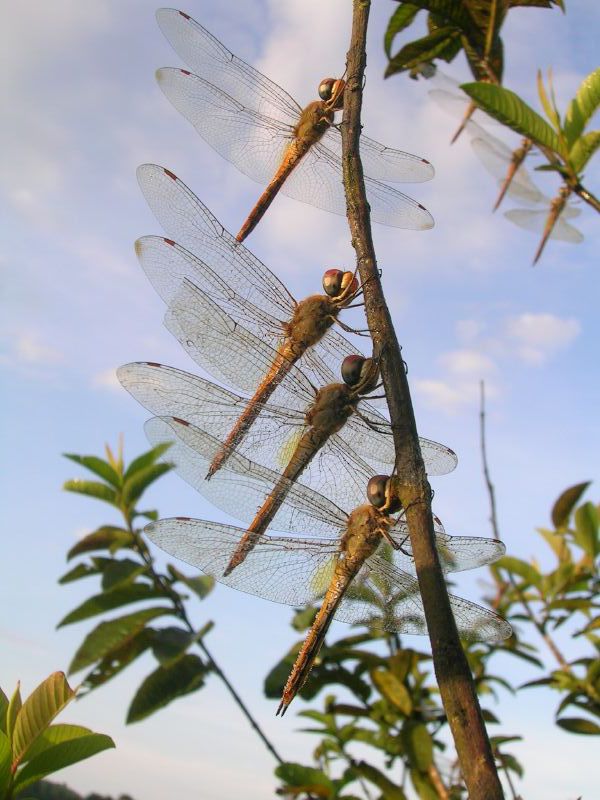 Dragonflies migrating